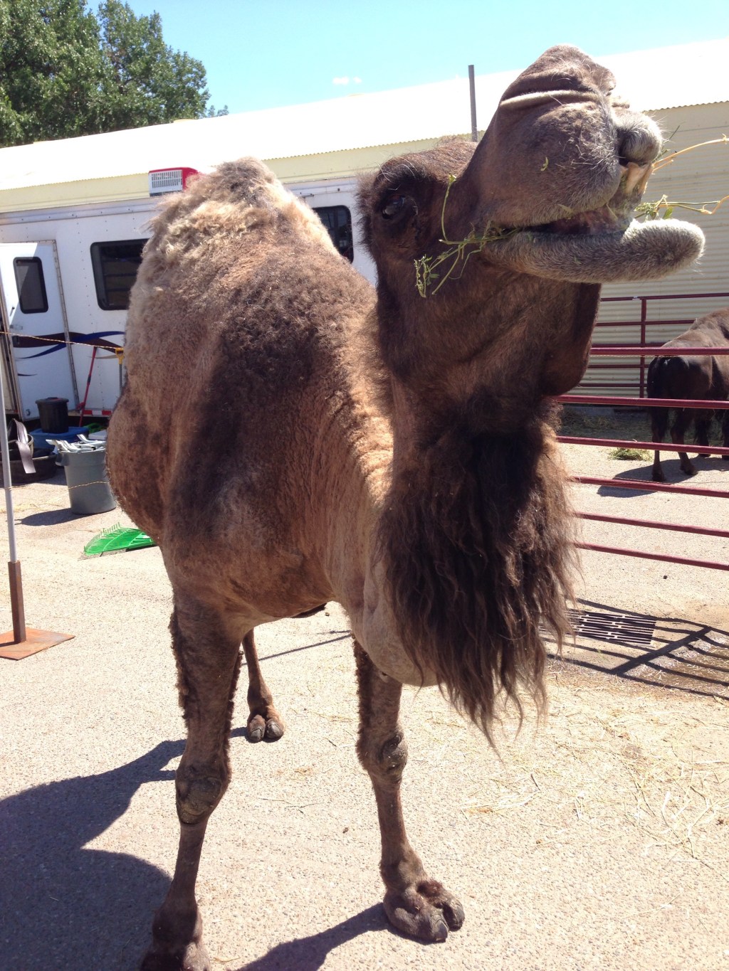 The Hat [Pioneer&nbsp;Lifestyle]