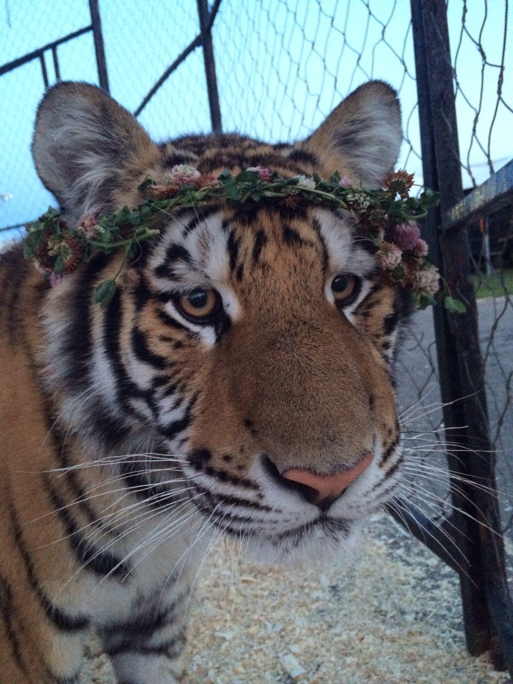 International Tiger Day [#1 &&nbsp;#7]