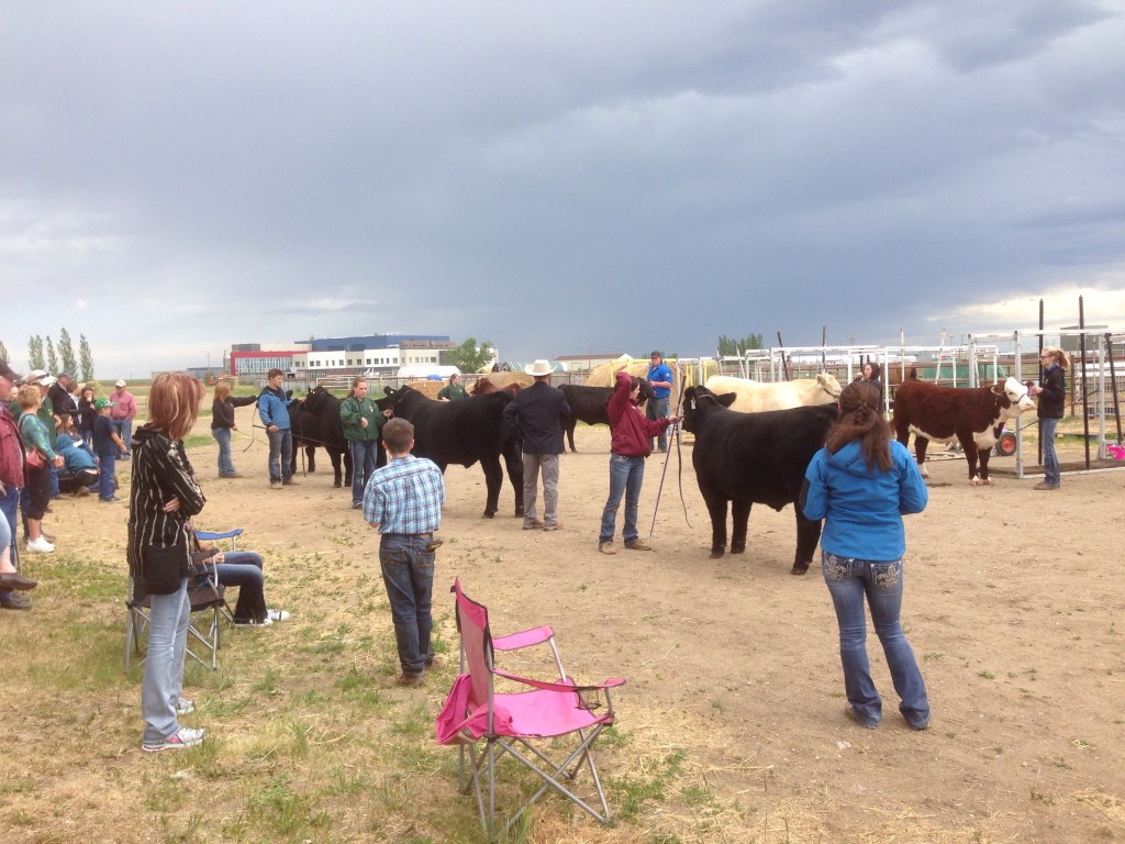 Father’s Day [Cow Grooming&nbsp;101]