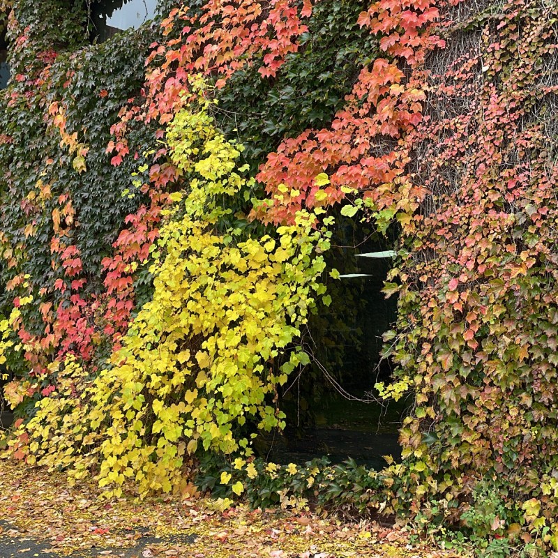 Campus Life [Two Dow&nbsp;Shay]